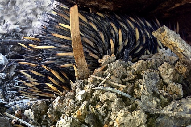 Echidna side view diggingtn_